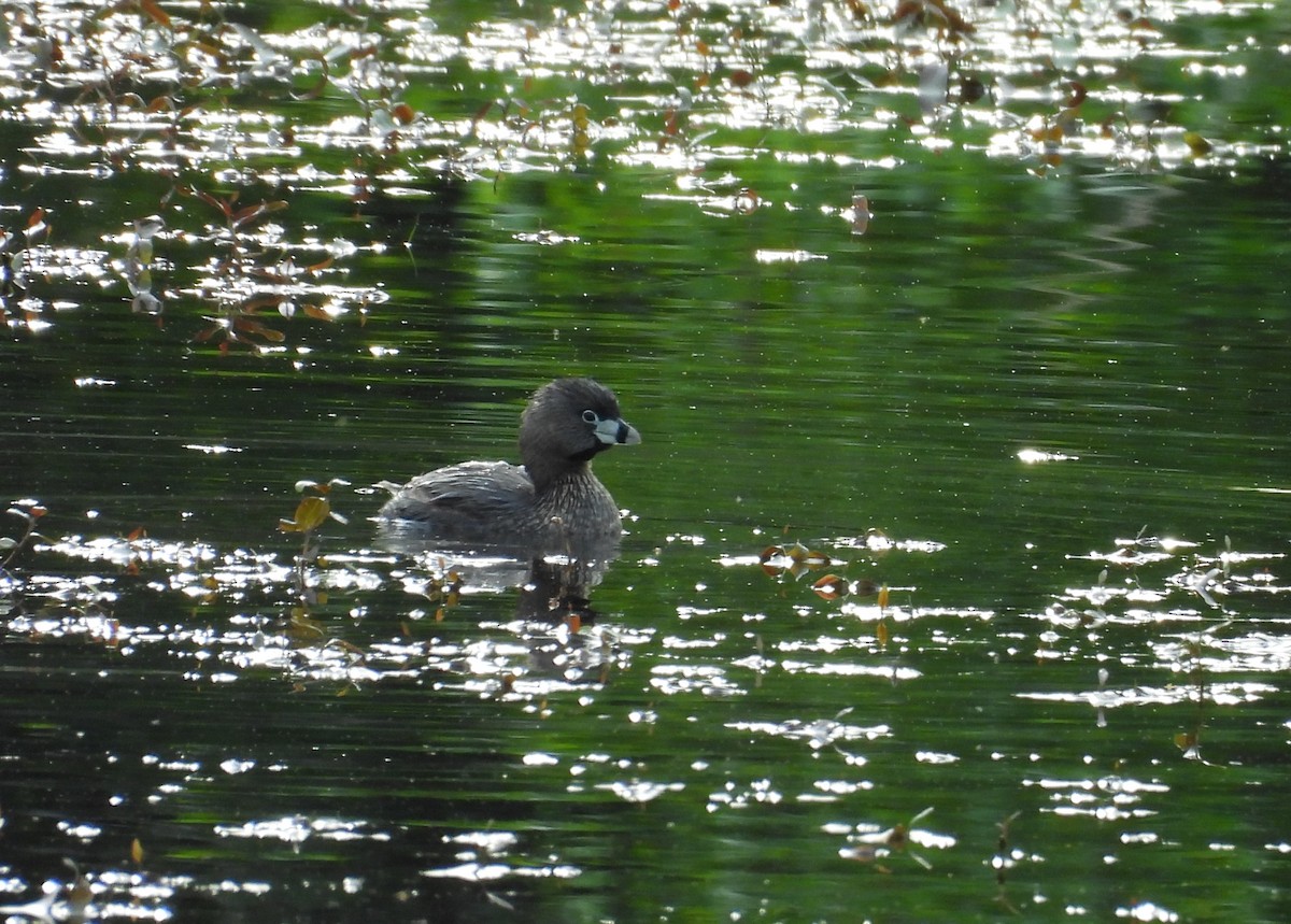Pied-billed Grebe - ML657042966