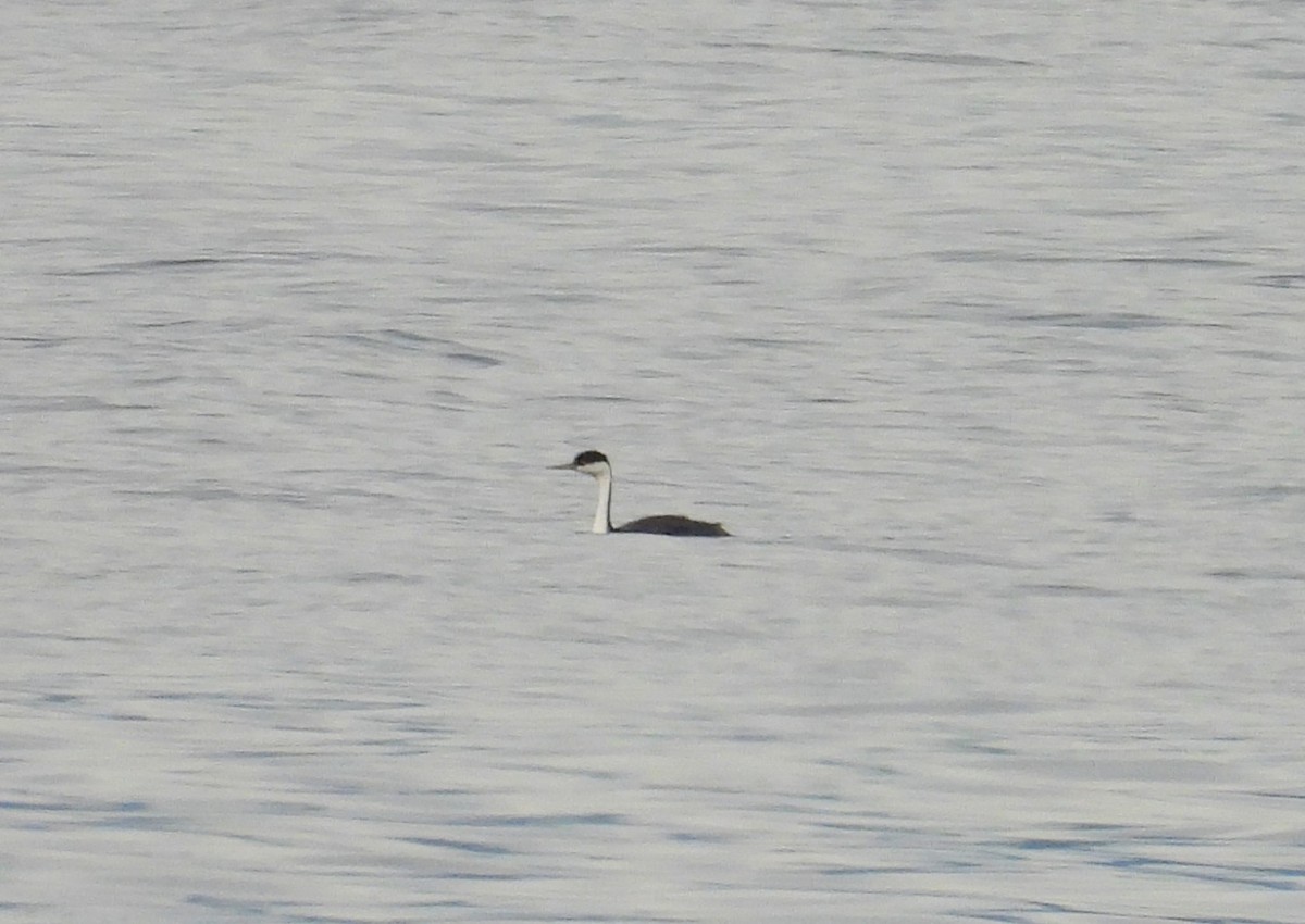 Western Grebe - ML657042977