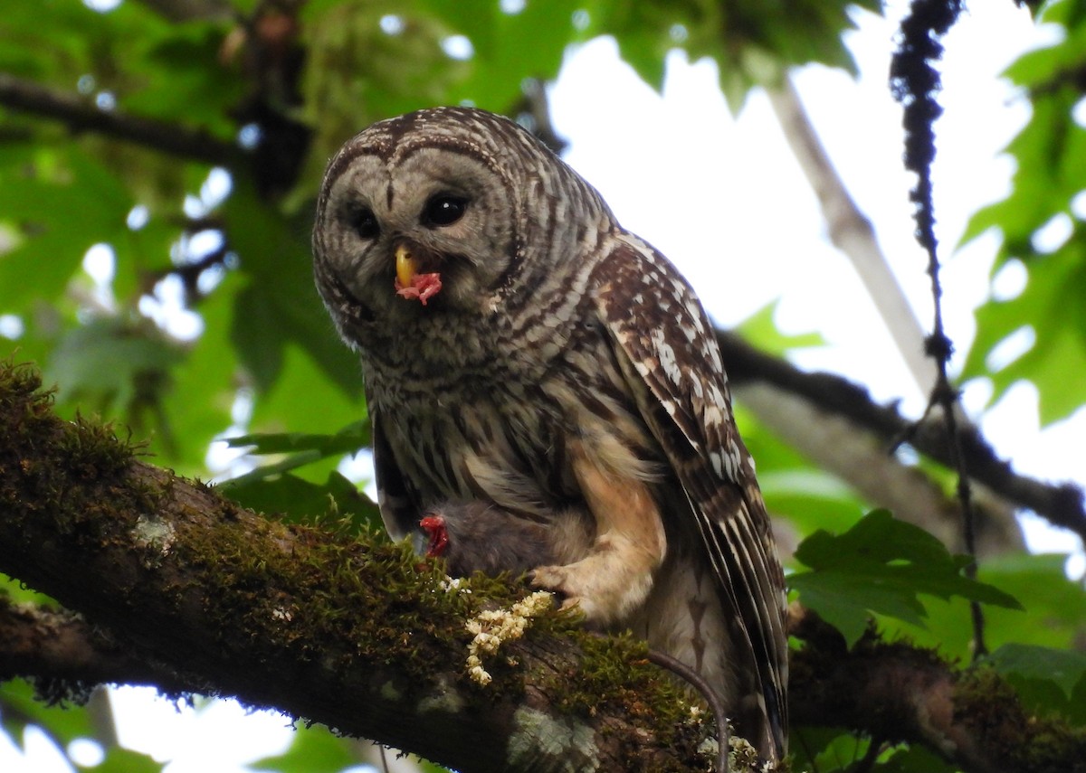 Barred Owl - ML657042984