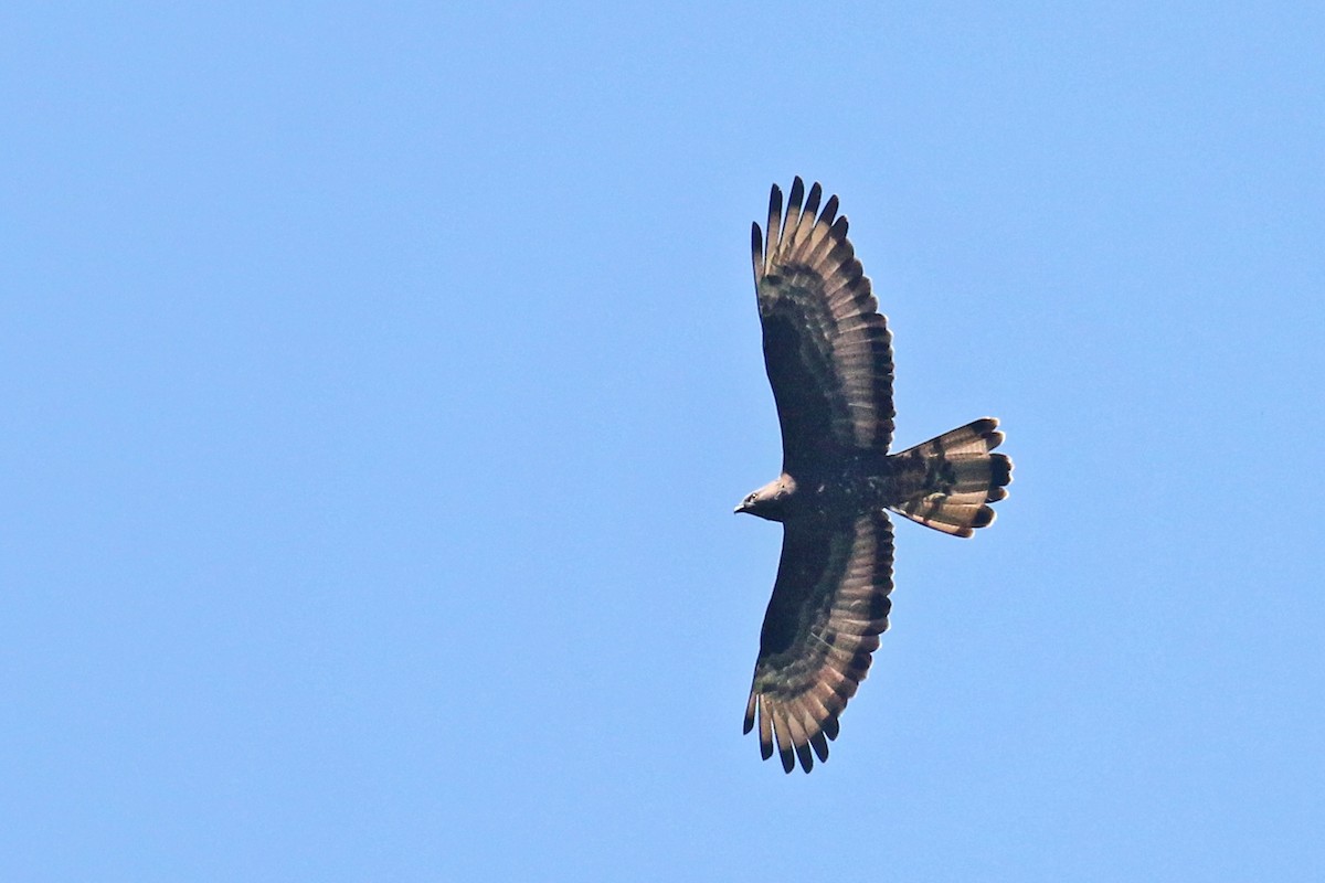 European Honey-buzzard - ML657043027