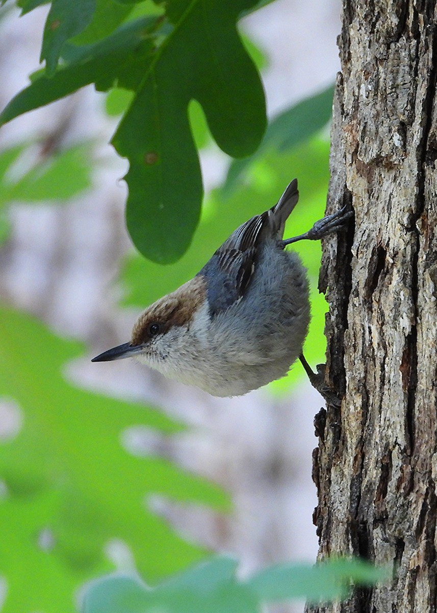 Brown-headed Nuthatch - ML657043491