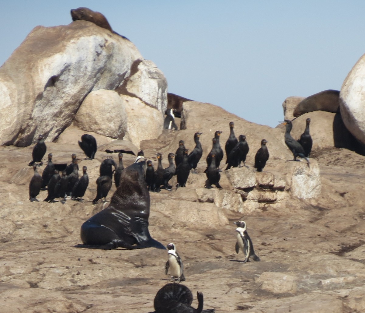African Penguin - ML657043558