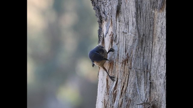 California Scrub-Jay - ML657043782