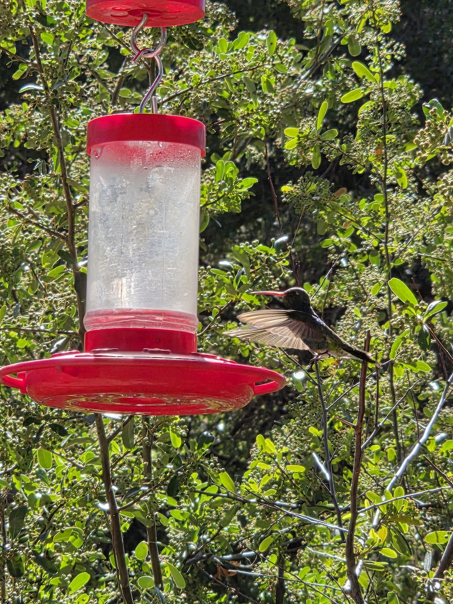 Colibri circé - ML657043966