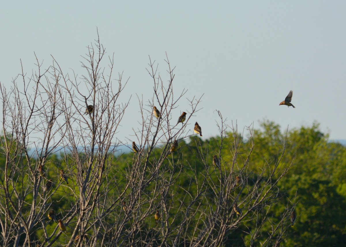 Cedar Waxwing - ML657044479