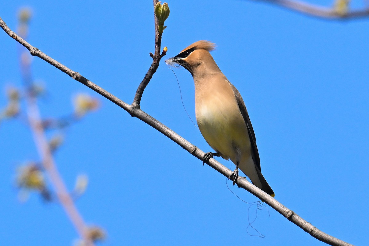 Cedar Waxwing - ML657045348