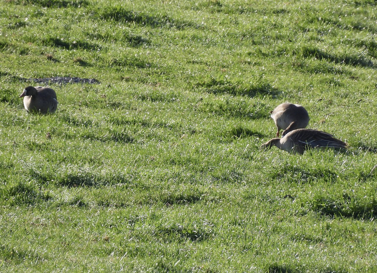 Greater White-fronted Goose - ML657045637