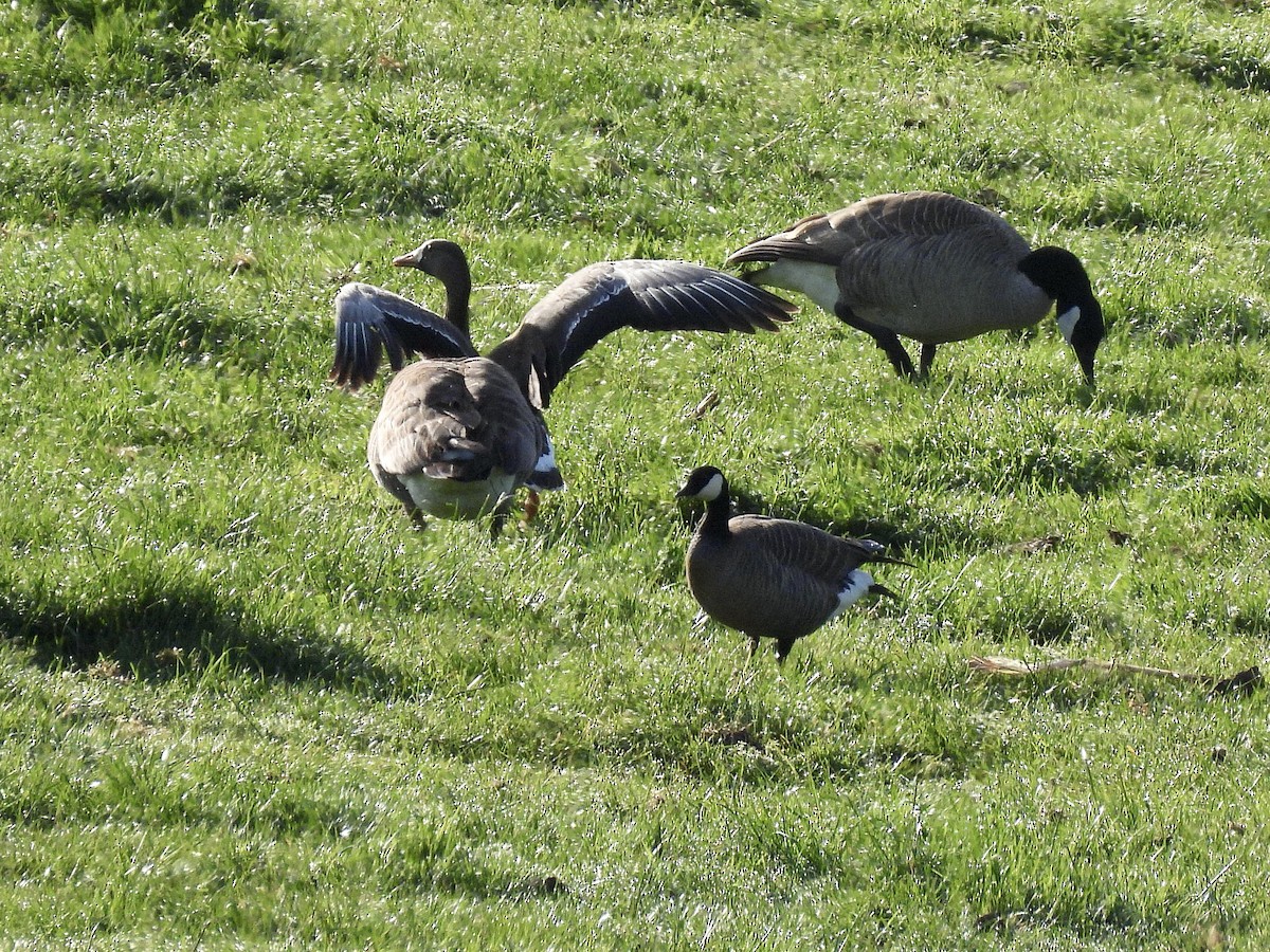 Cackling Goose - ML657045671