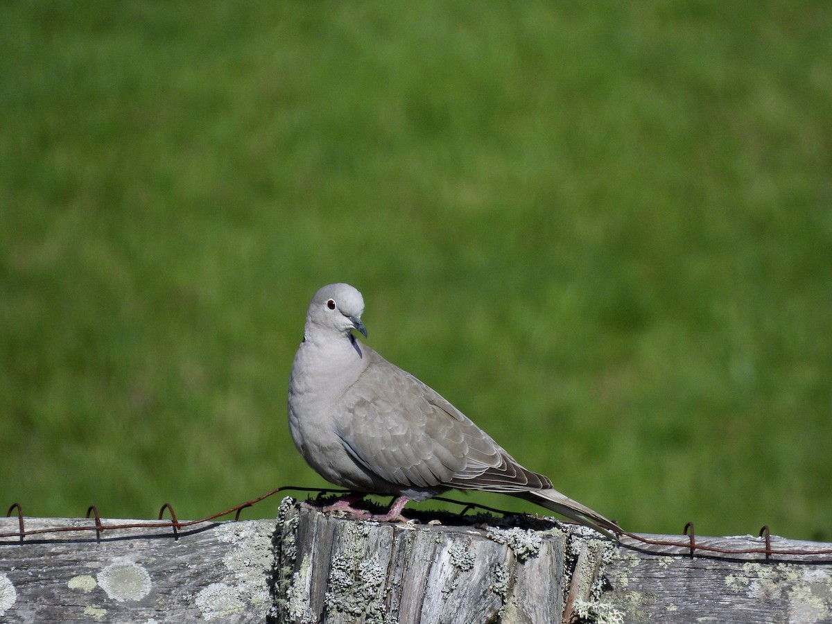 Eurasian Collared-Dove - ML657045744