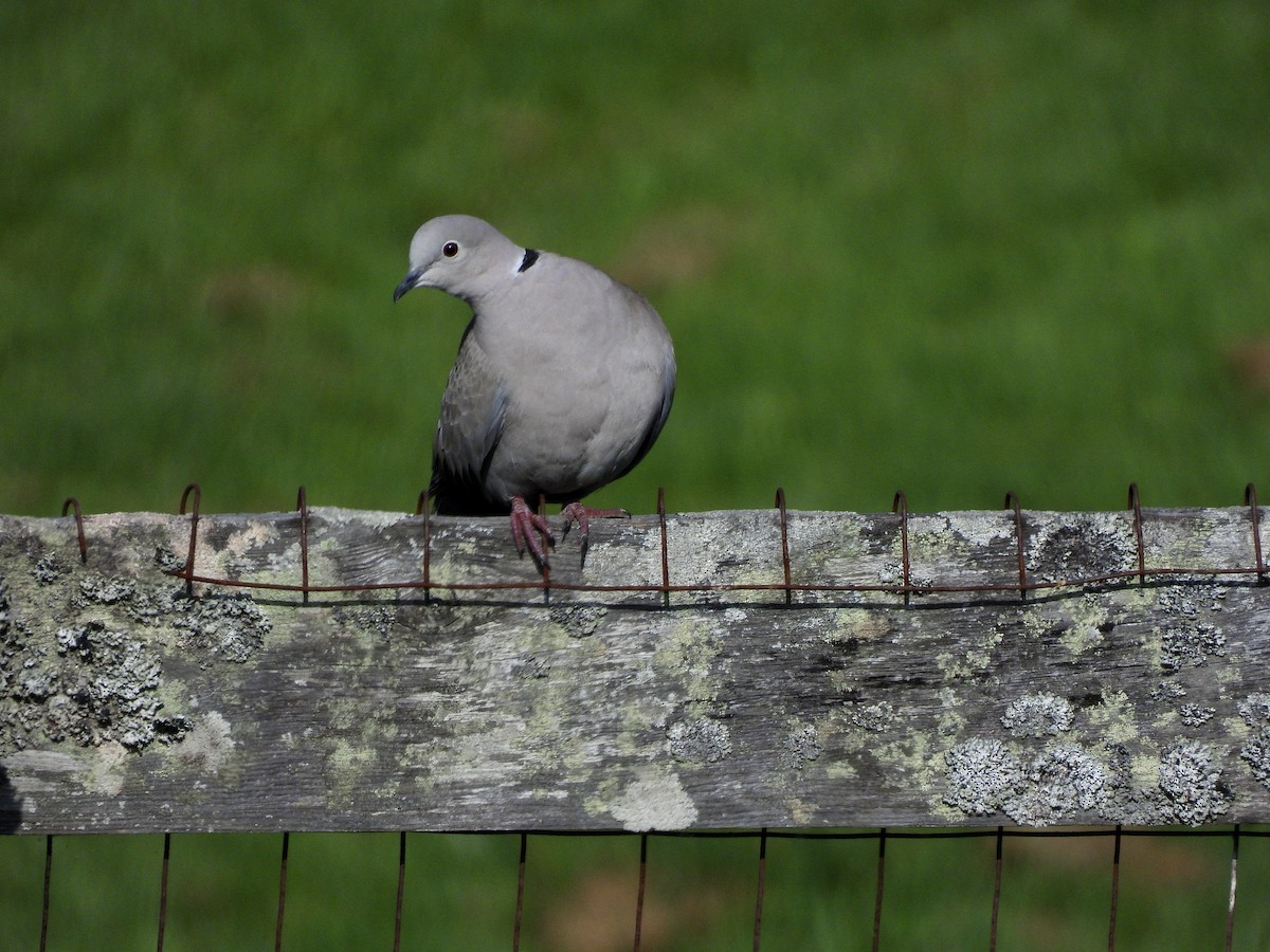 Eurasian Collared-Dove - ML657045746