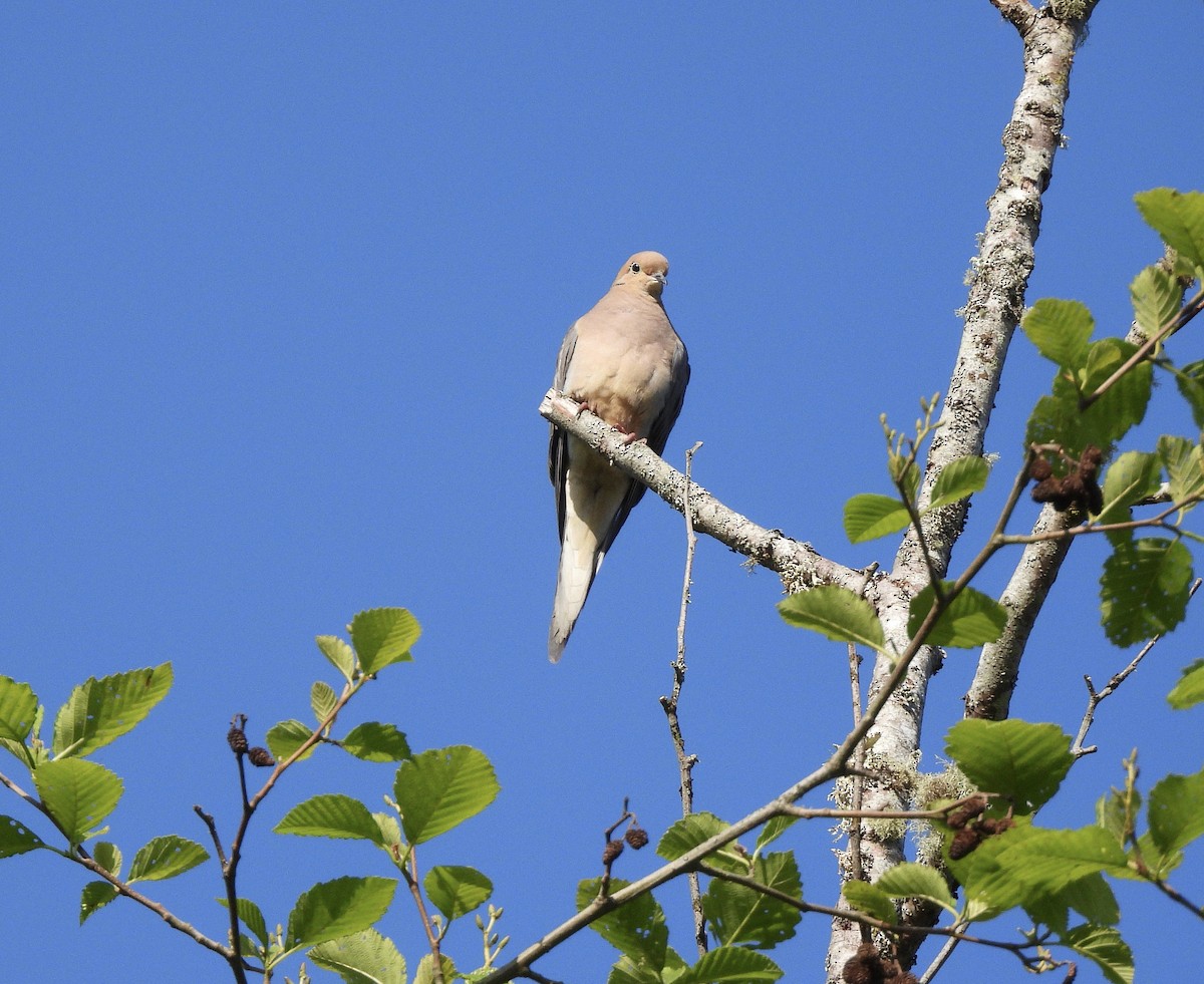 Mourning Dove - ML657045763