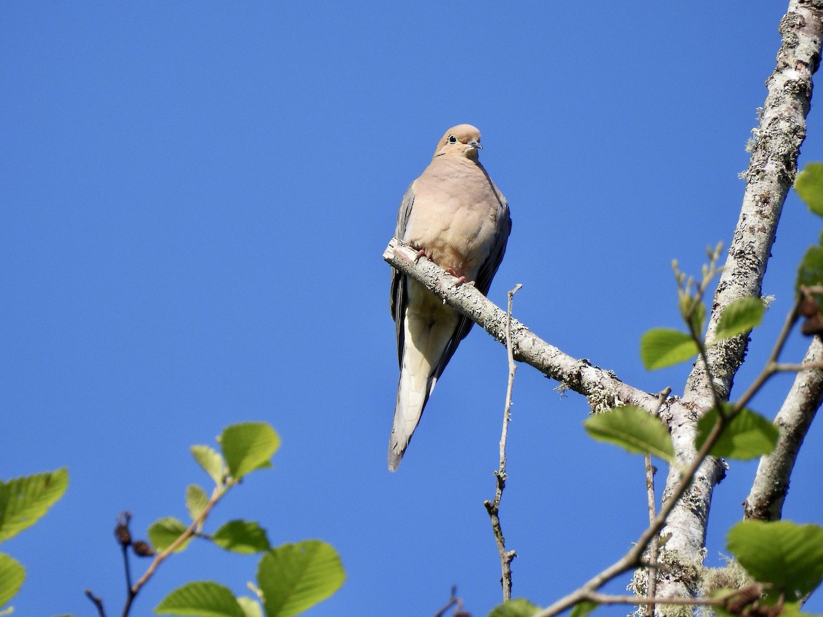 Mourning Dove - ML657045764