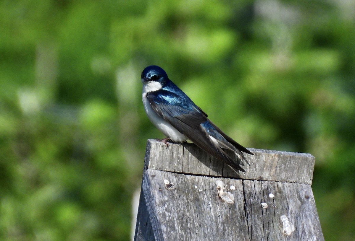 Tree Swallow - ML657045773