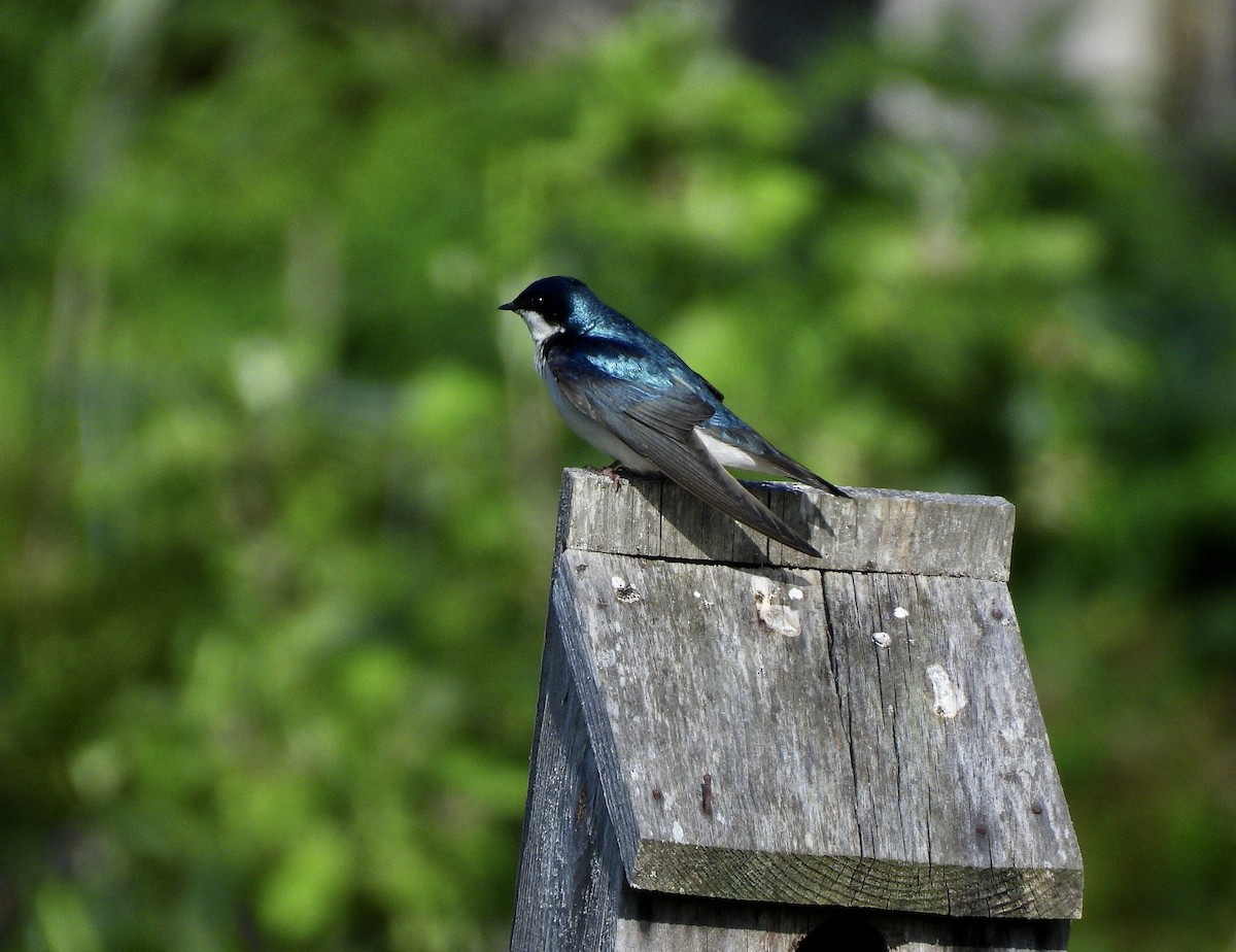 Tree Swallow - ML657045774