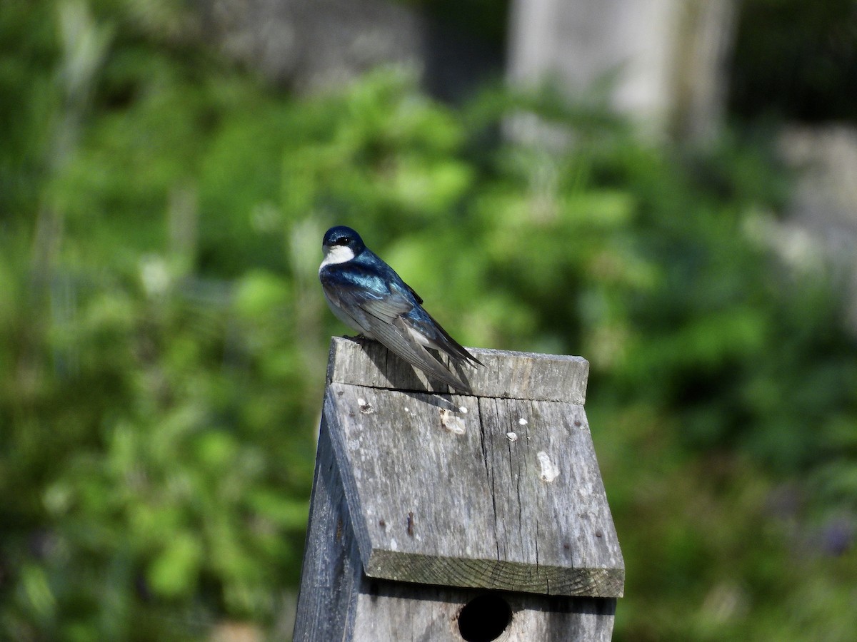 Tree Swallow - ML657045775