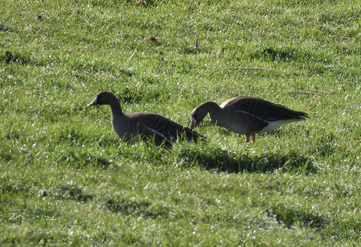 Greater White-fronted Goose - ML657045816