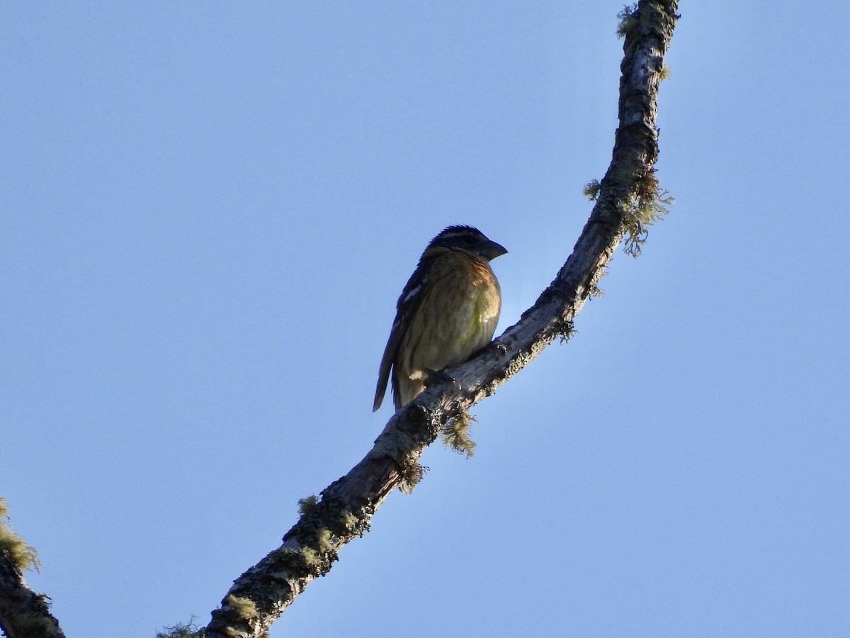 Black-headed Grosbeak - ML657045915