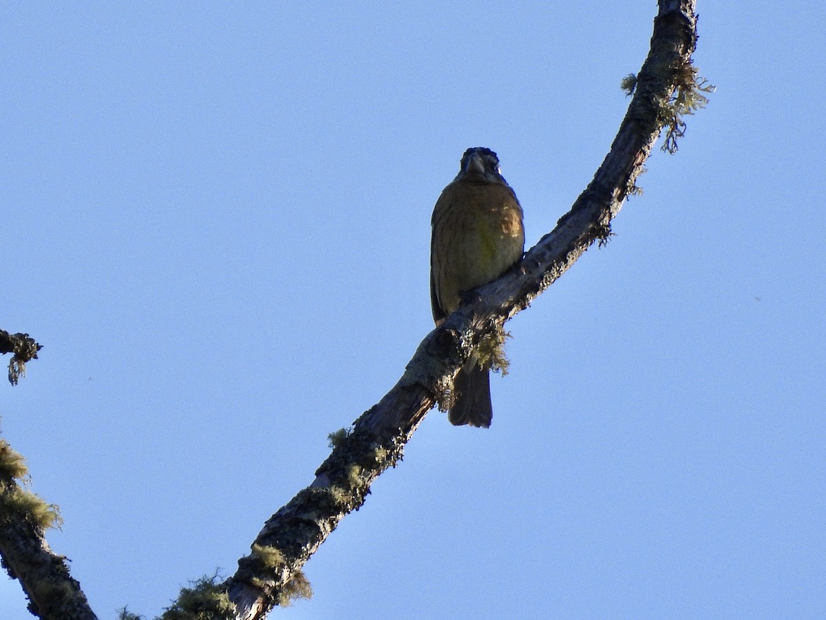 Black-headed Grosbeak - ML657045916