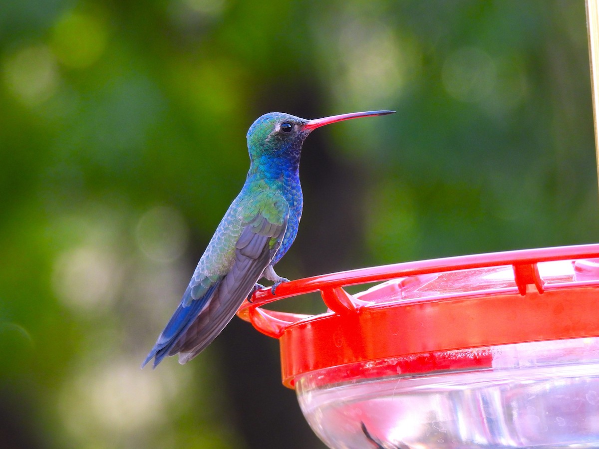Colibri circé - ML657046706