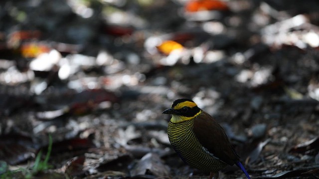 Bornean Banded-Pitta - ML657046782