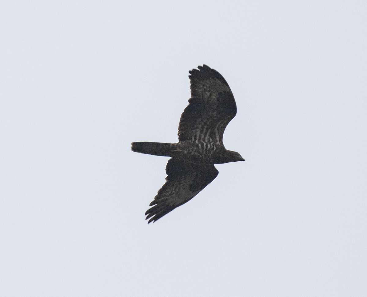 European Honey-buzzard - ML657047473