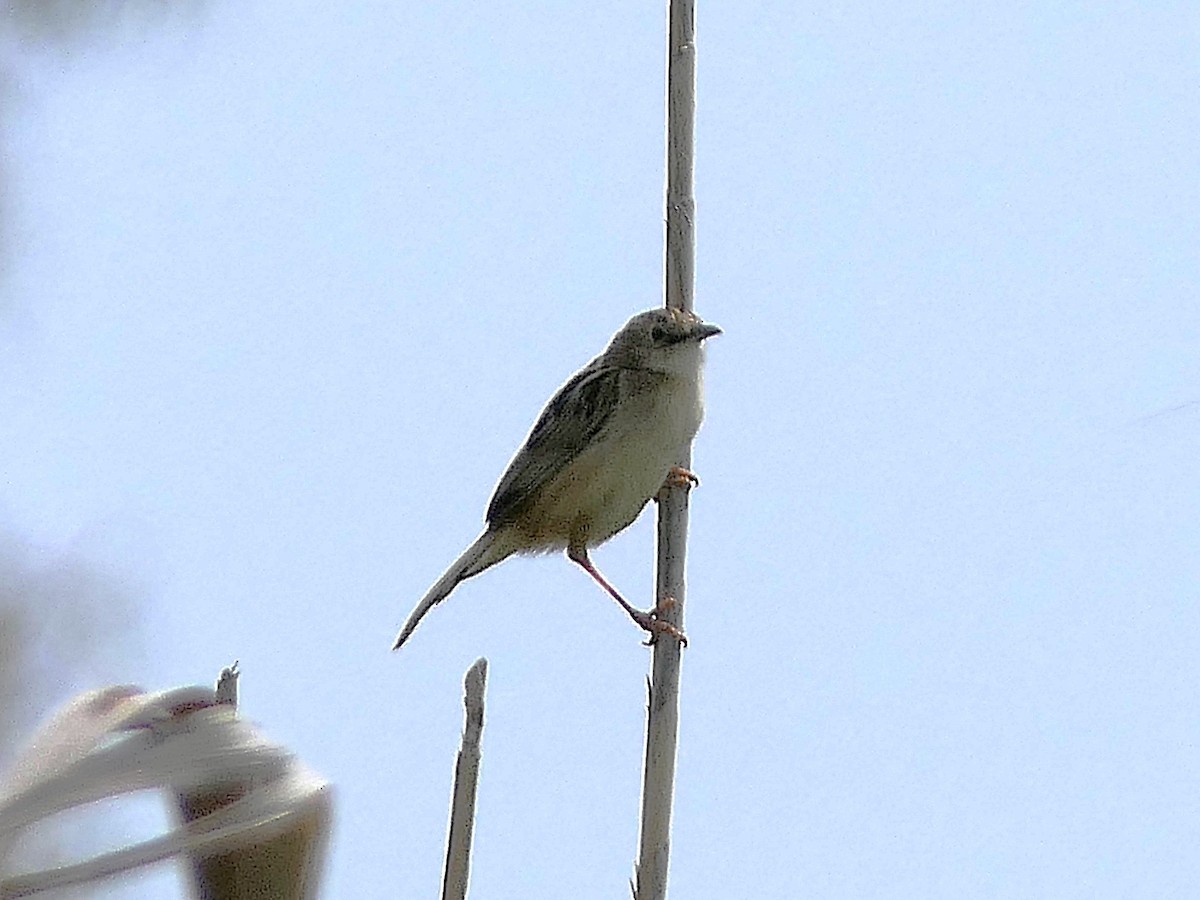 Zitting Cisticola - ML657048060