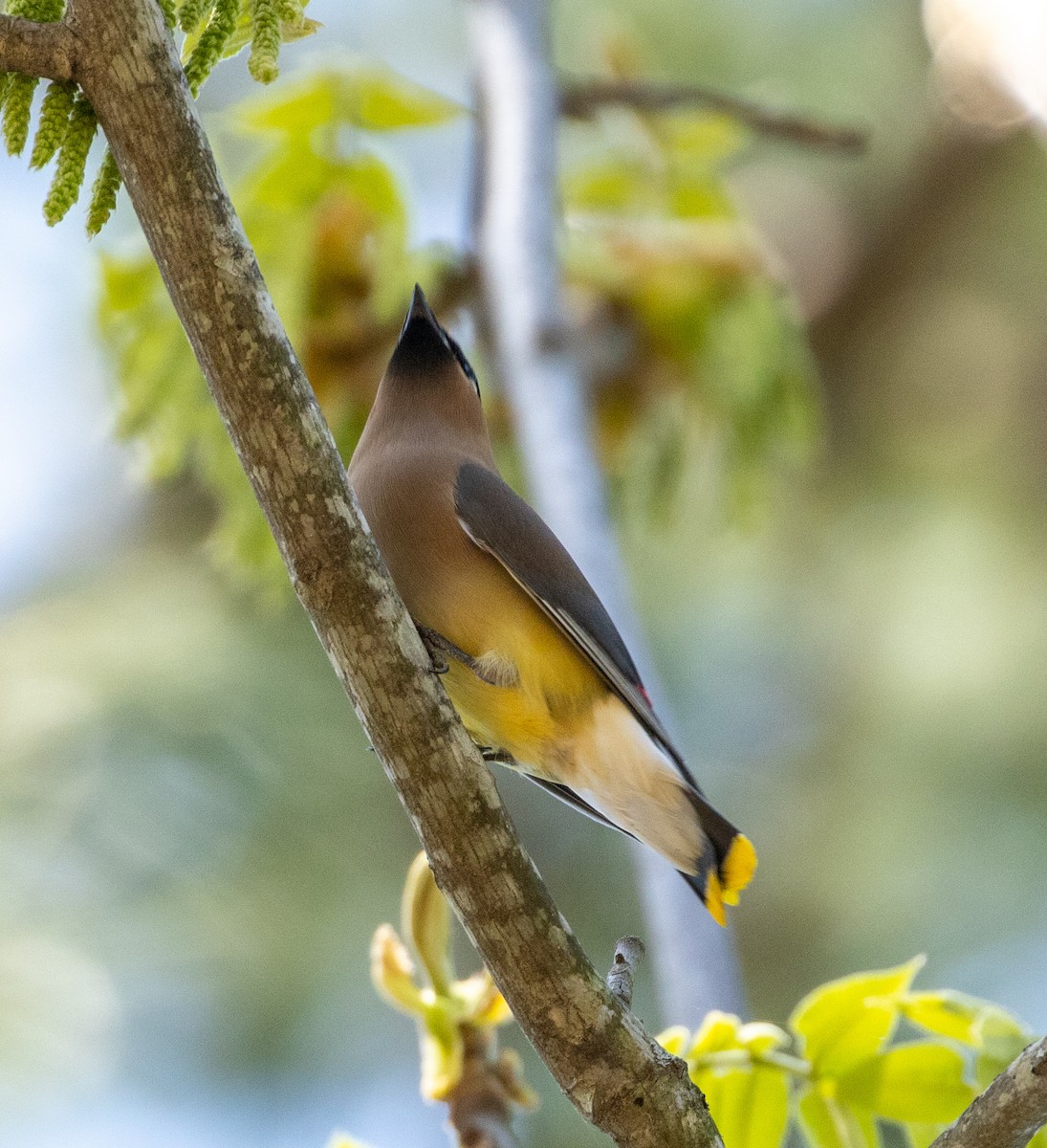 Cedar Waxwing - ML657048082