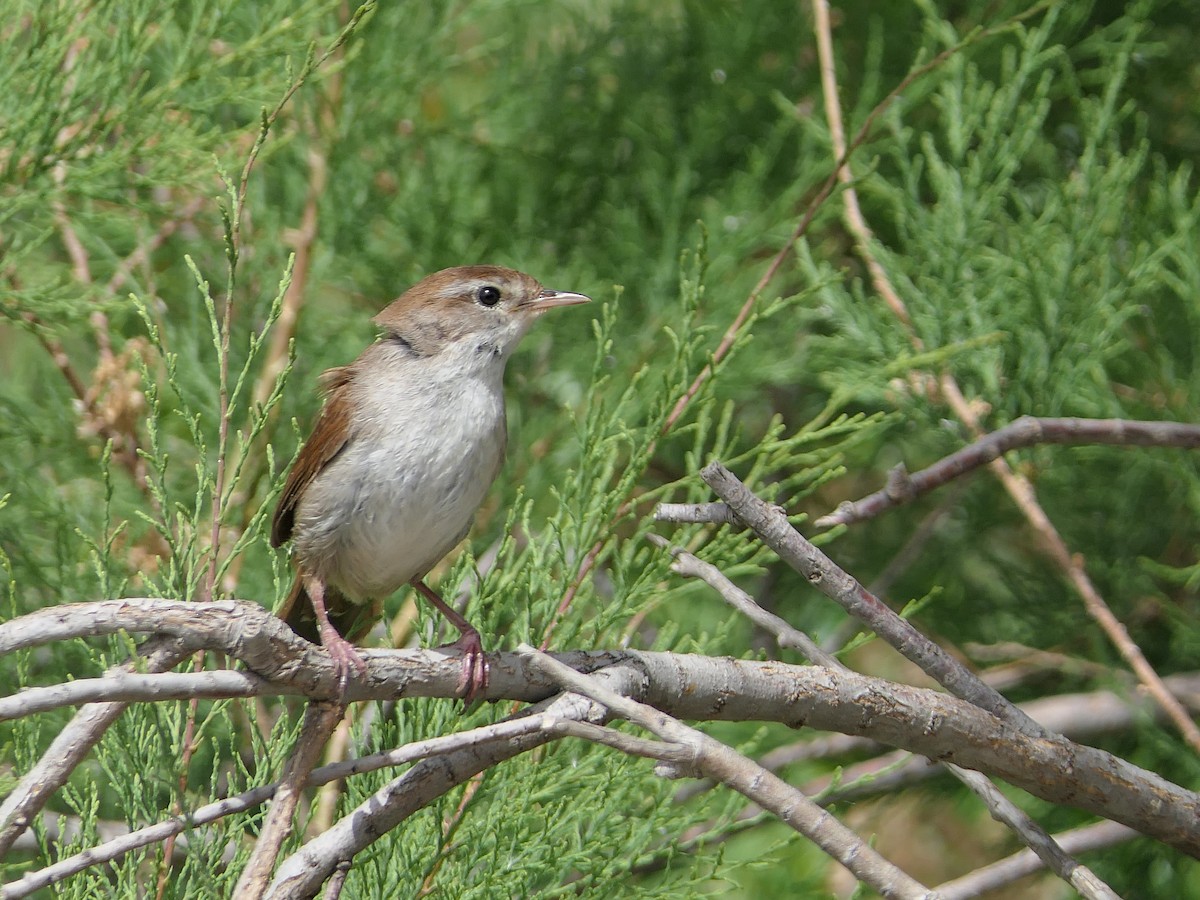 Cetti's Warbler - ML657048335