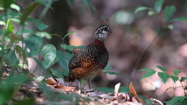 Sabah Partridge - ML657048457