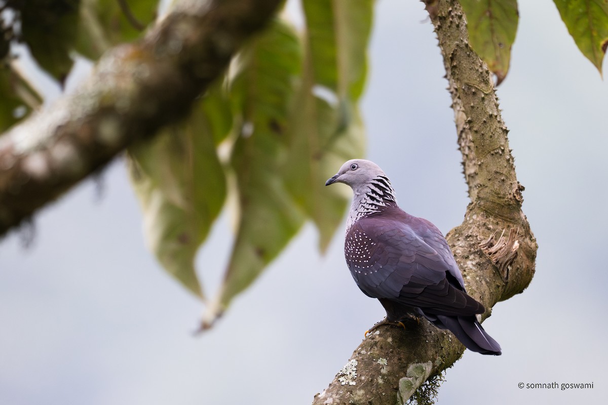 Speckled Wood-Pigeon - ML657048528
