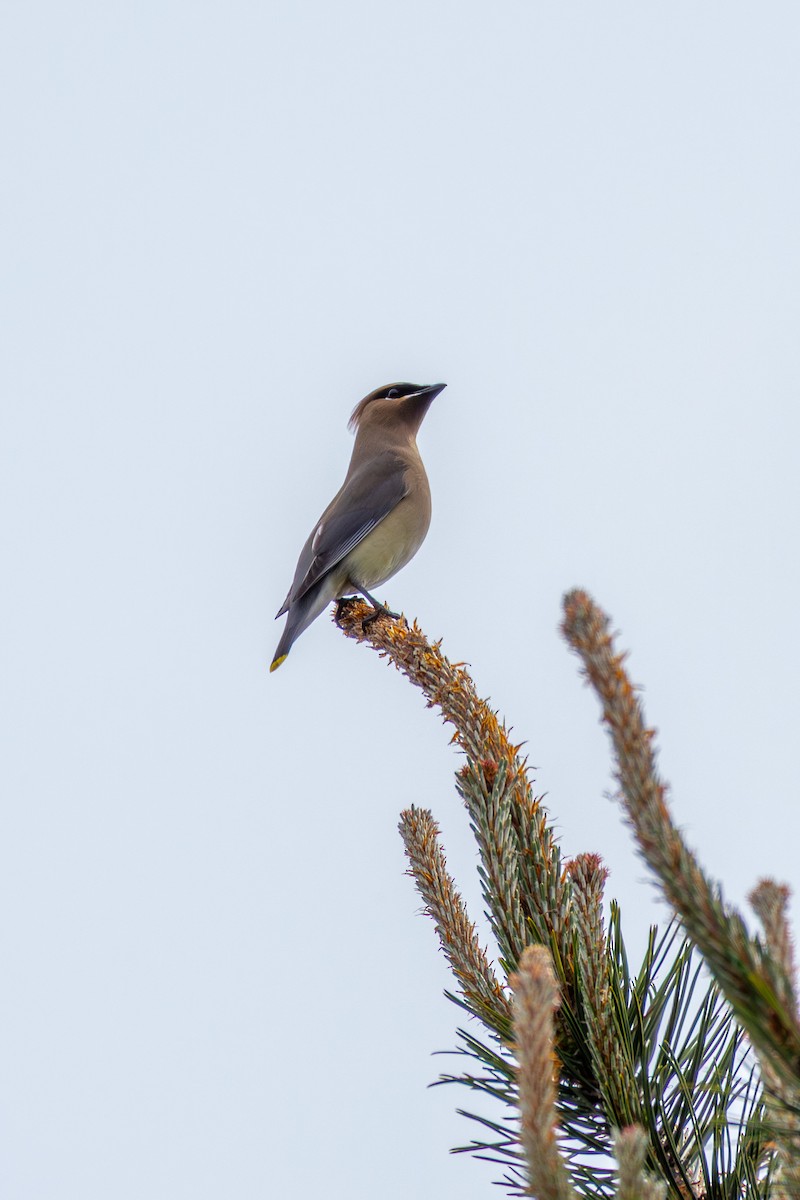 Cedar Waxwing - ML657048912
