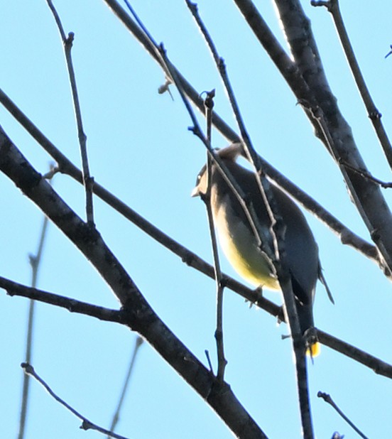 Cedar Waxwing - ML657049628