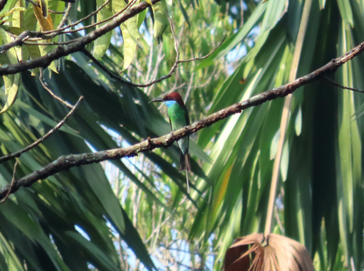 Abejaruco Gorjiazul - ML657050183