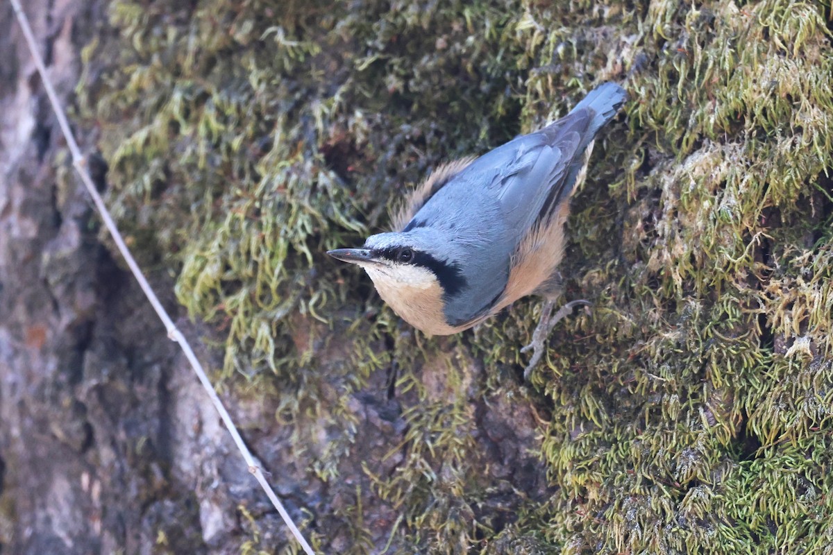 White-tailed Nuthatch - ML657050649