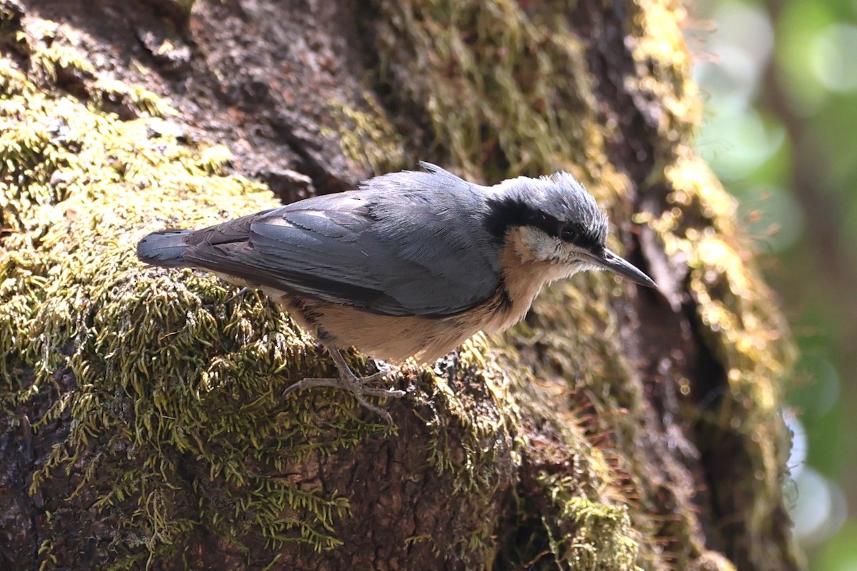 White-tailed Nuthatch - ML657050650