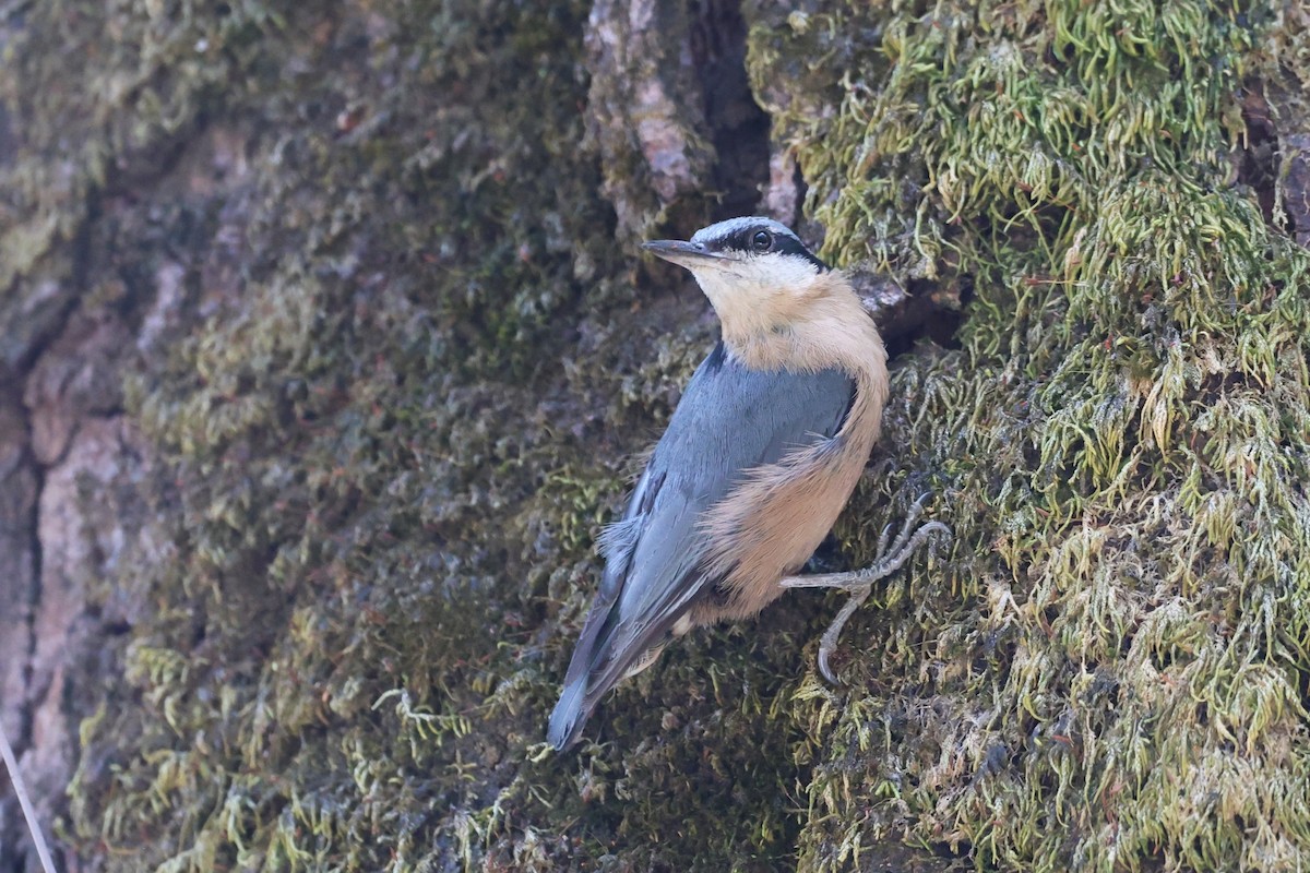 White-tailed Nuthatch - ML657050651