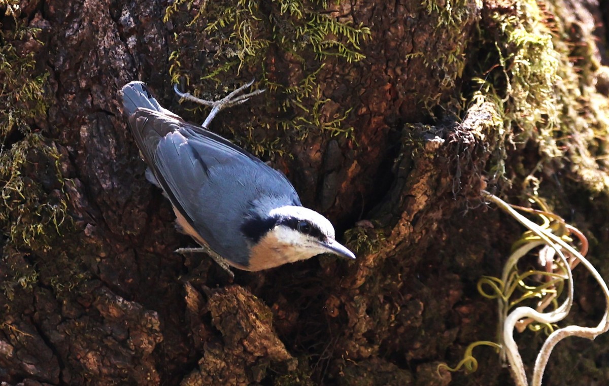 White-tailed Nuthatch - ML657050652