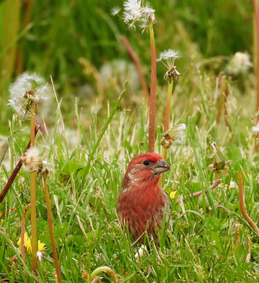 House Finch - ML657050664