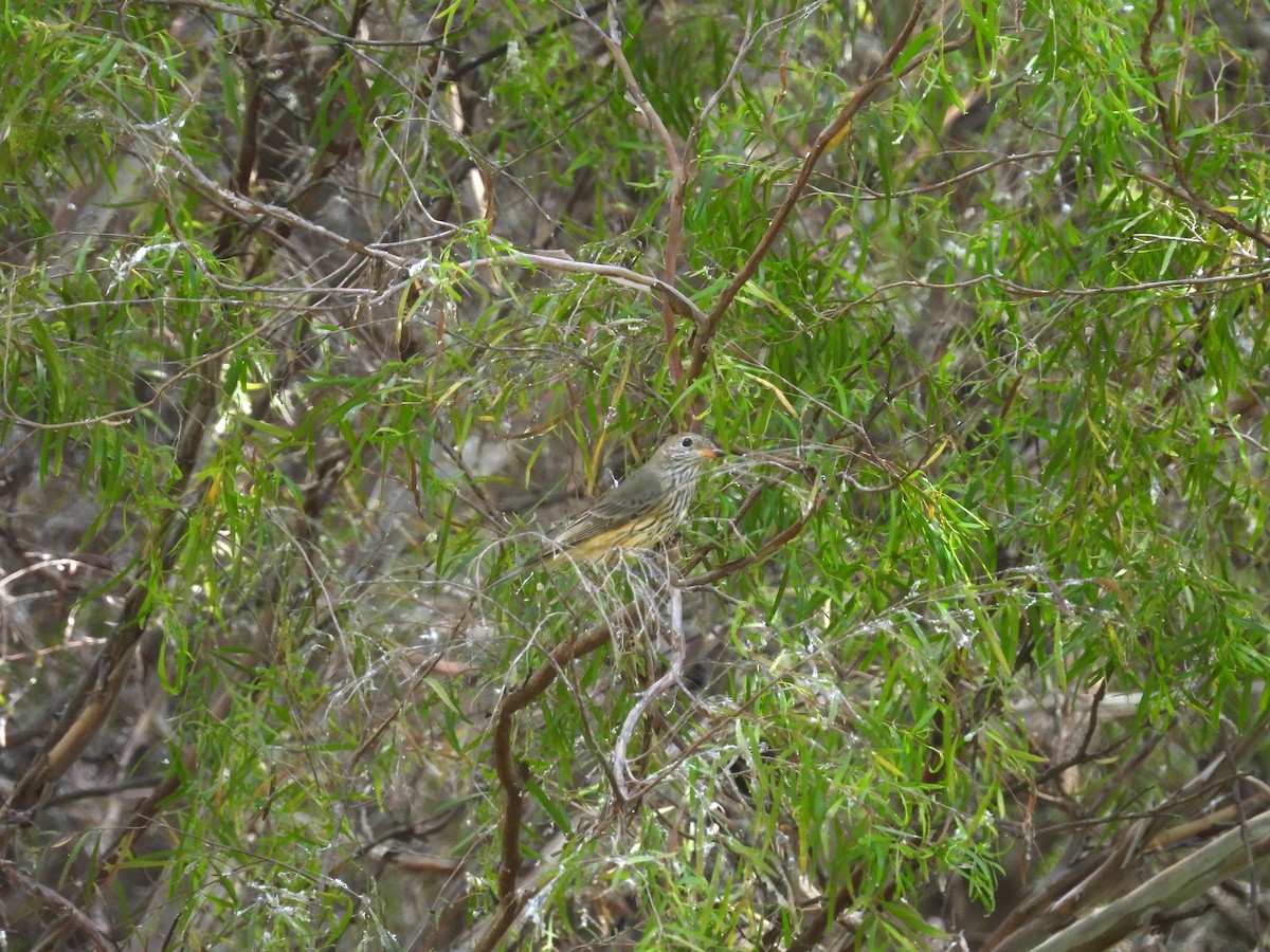 Rufous Whistler - ML657050665