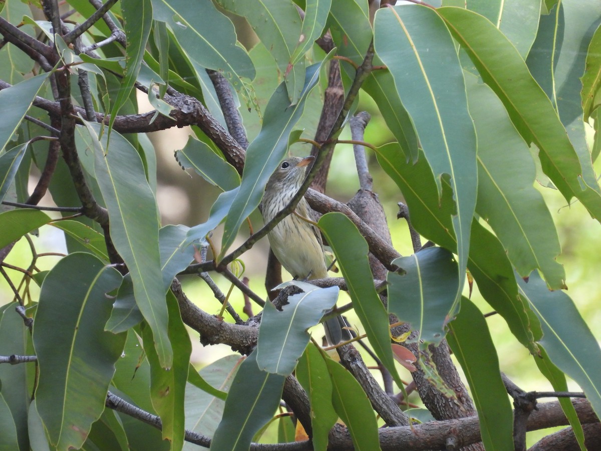 Rufous Whistler - ML657050666