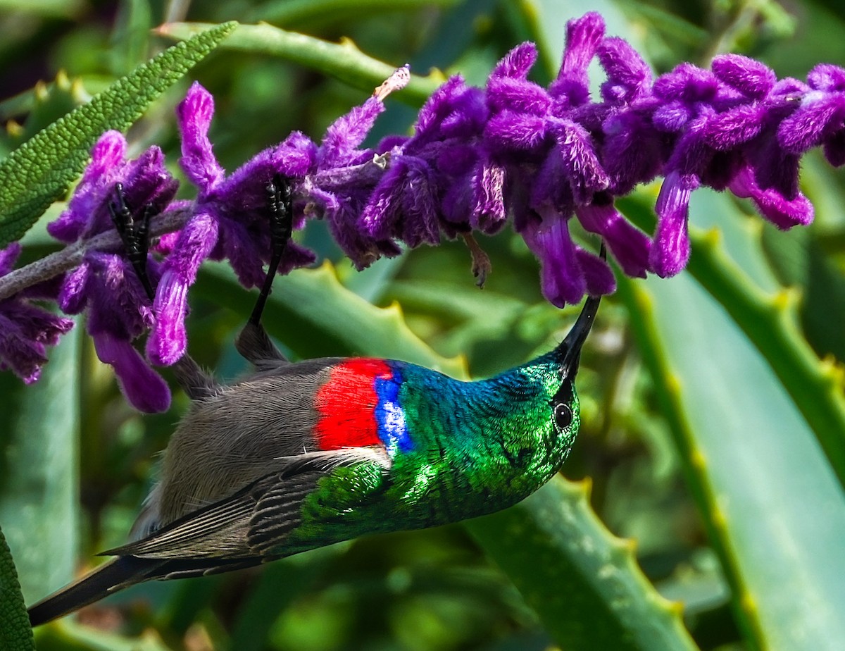 Southern Double-collared Sunbird - ML657050669