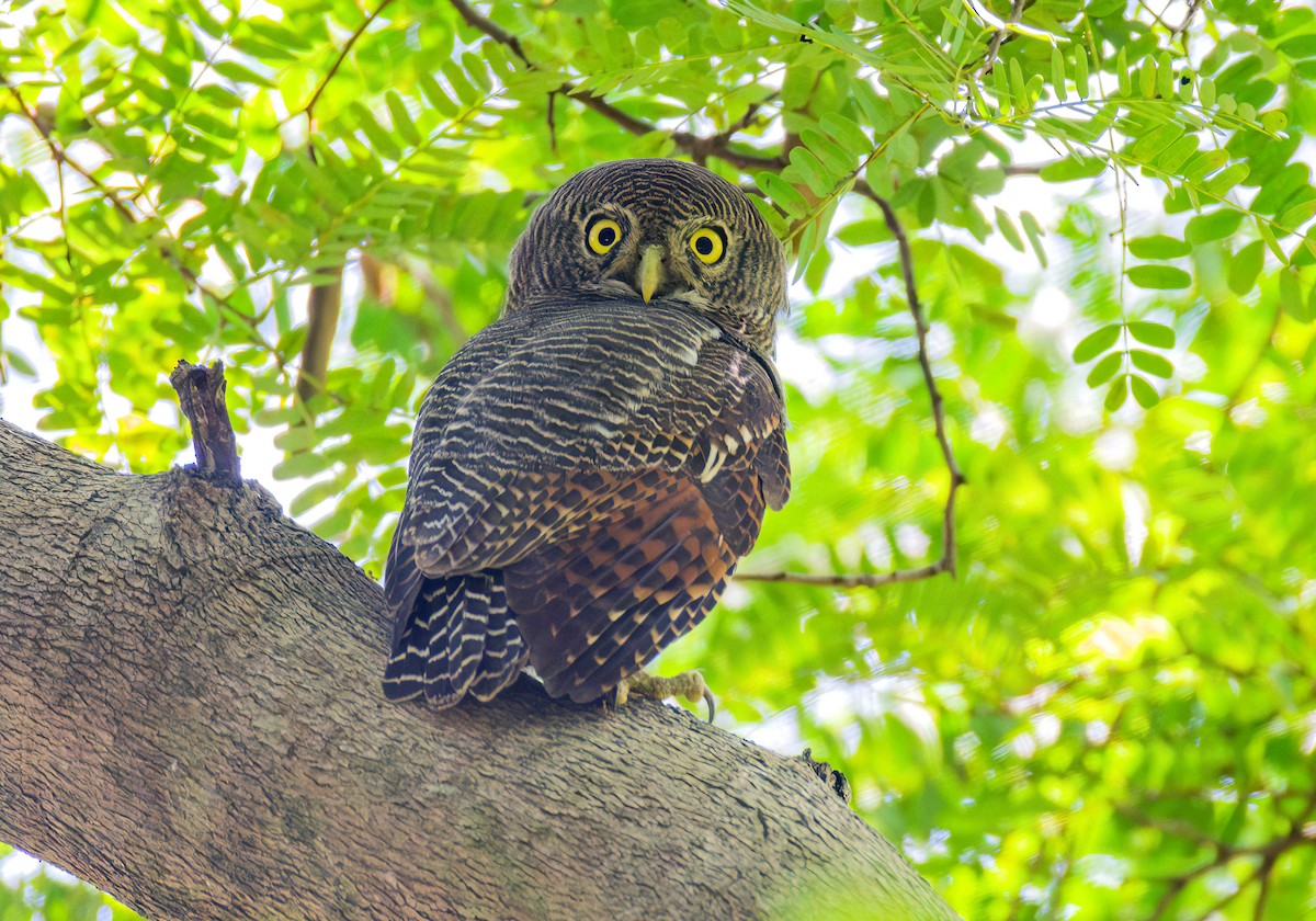 Jungle Owlet - ML657051252
