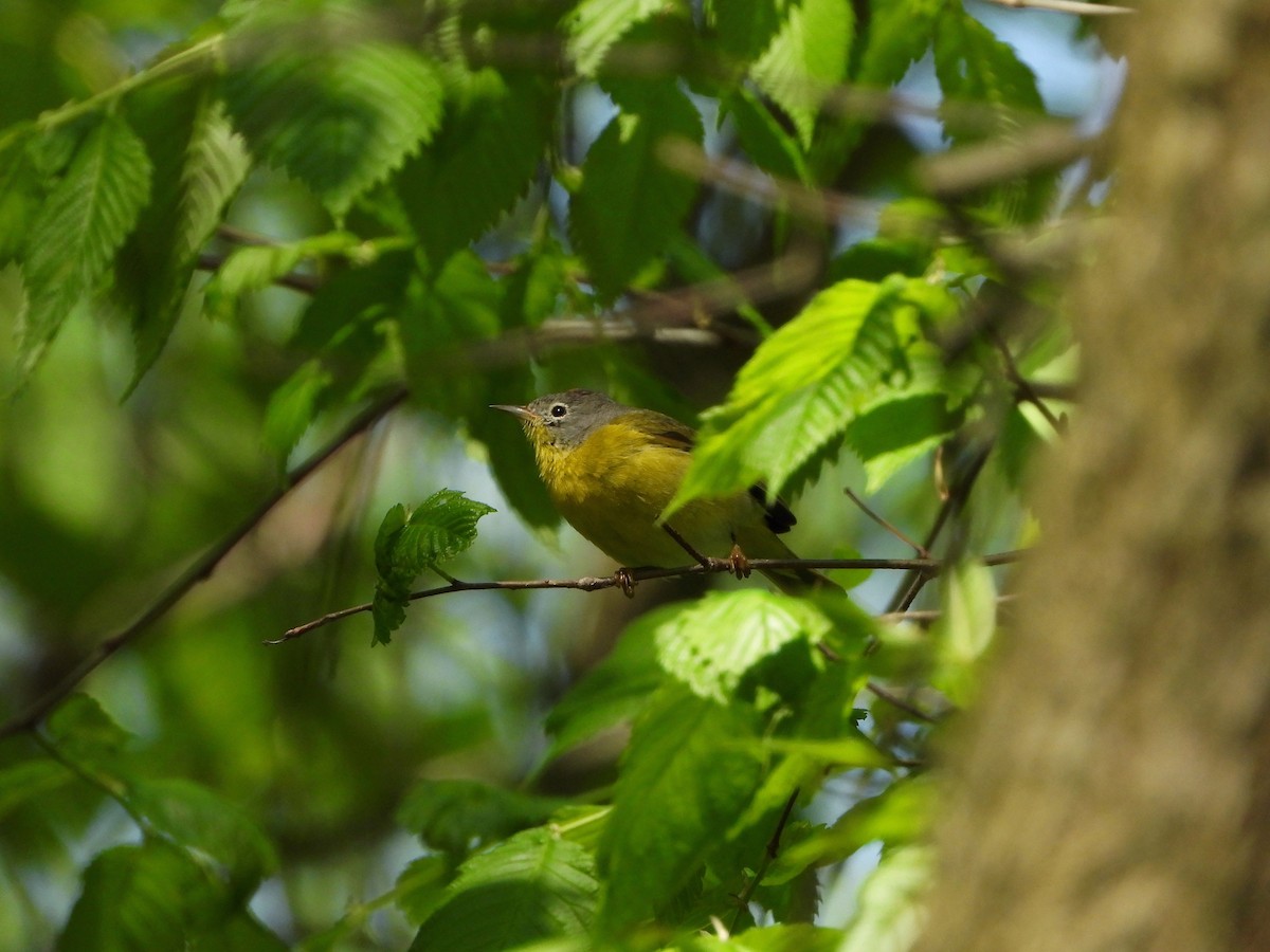 Nashville Warbler - ML657051256