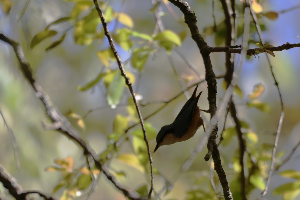Chestnut-bellied Nuthatch - ML657051257