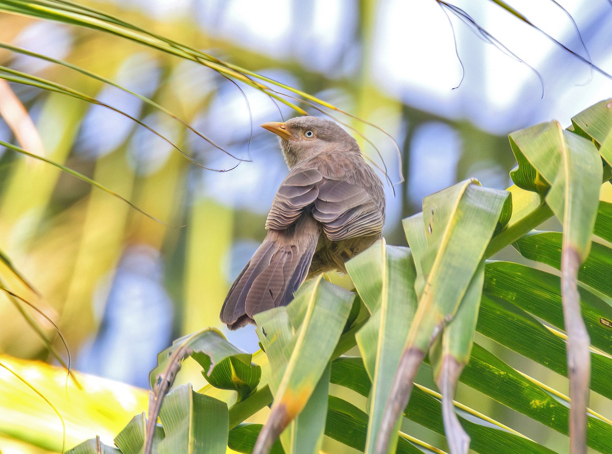 Yellow-billed Babbler - ML657051259