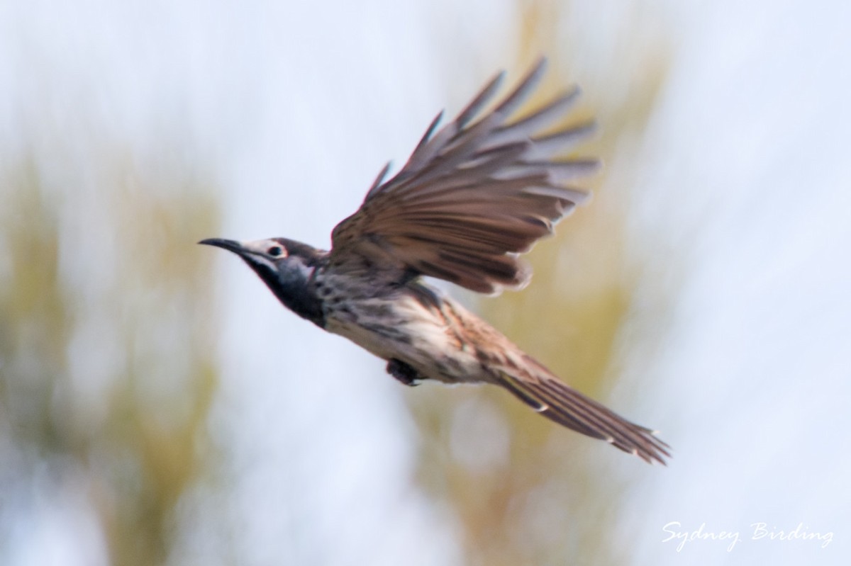 White-fronted Honeyeater - ML657051262