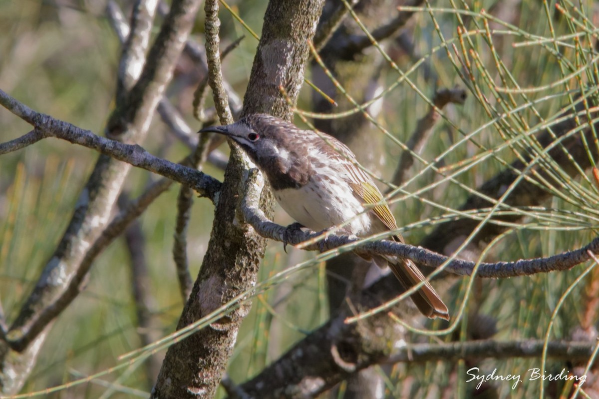 White-fronted Honeyeater - ML657051263