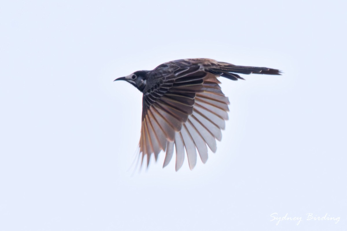 White-fronted Honeyeater - ML657051264