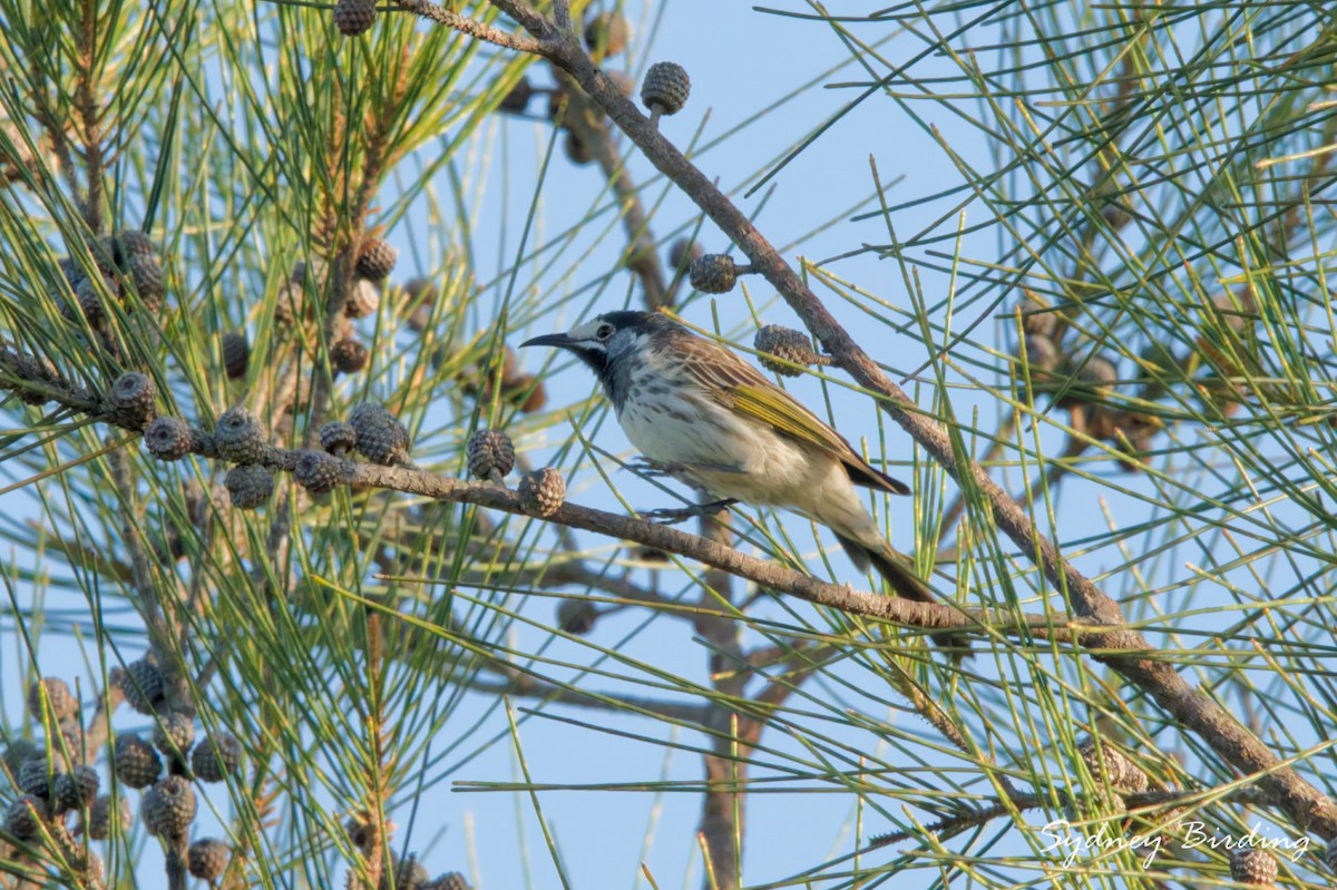 White-fronted Honeyeater - ML657051265