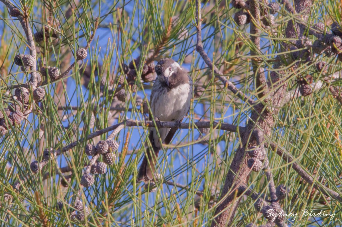 White-fronted Honeyeater - ML657051266